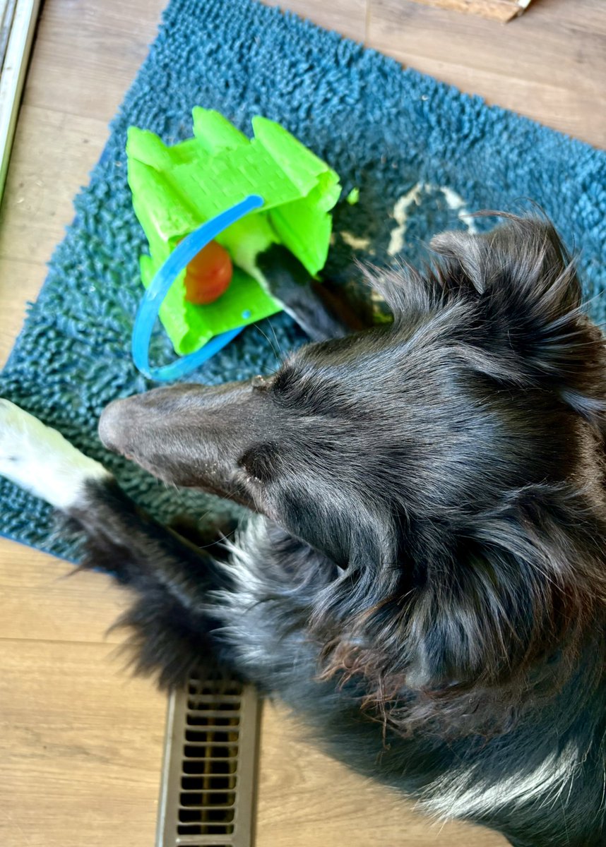 WilmaBenton19's tweet photo. This morning, Betsy took my ball without permission so I’m keeping it safe inside my bucket. I double dog dare her to try to take it now!
#DogsOfTwitter #DogsOfX #SiblingRivalry https://t.co/vnKoyKuQQU