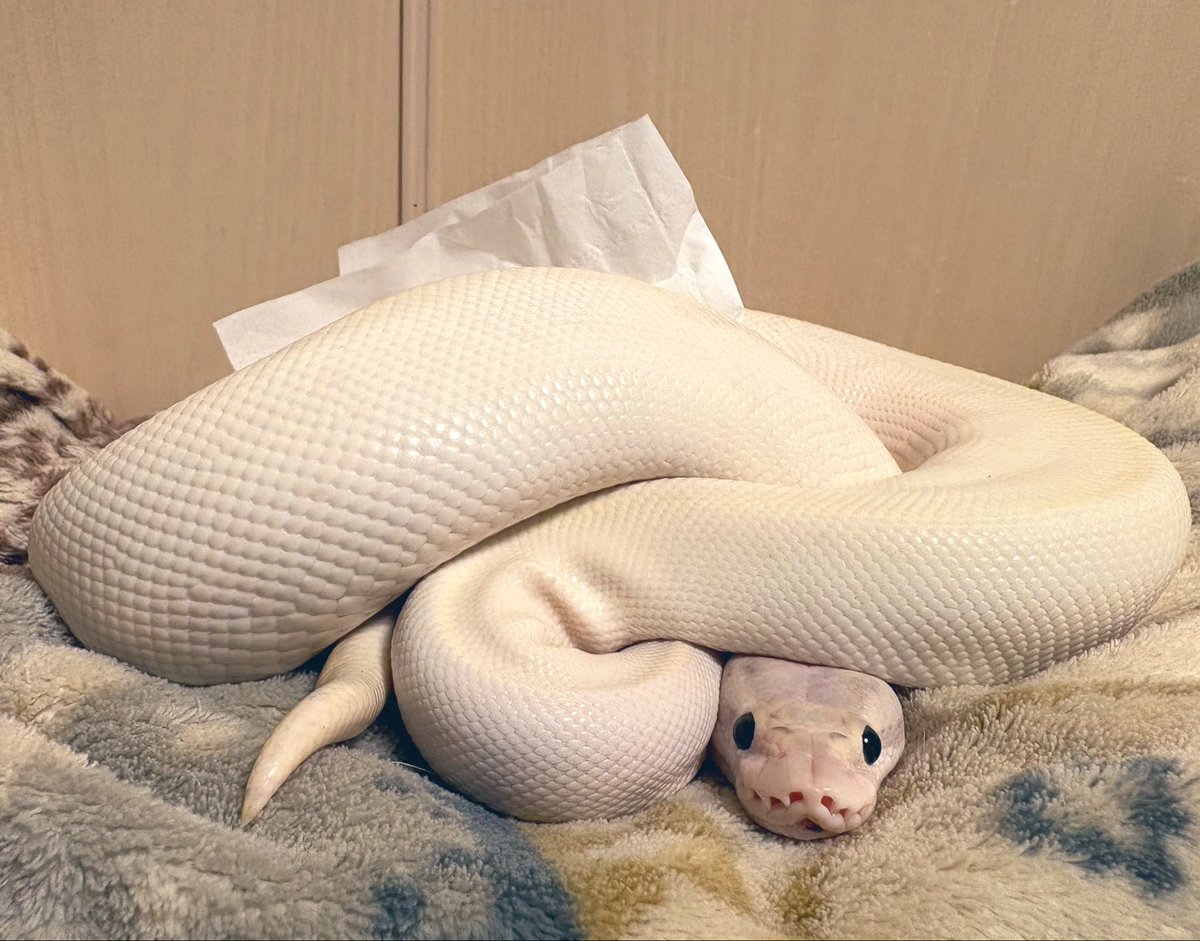 mame_leopa's tweet photo. ボールのティッシュケース欲しいけど、
とぅぶたんいるからいいか😆 https://t.co/Ulzb8nM69S