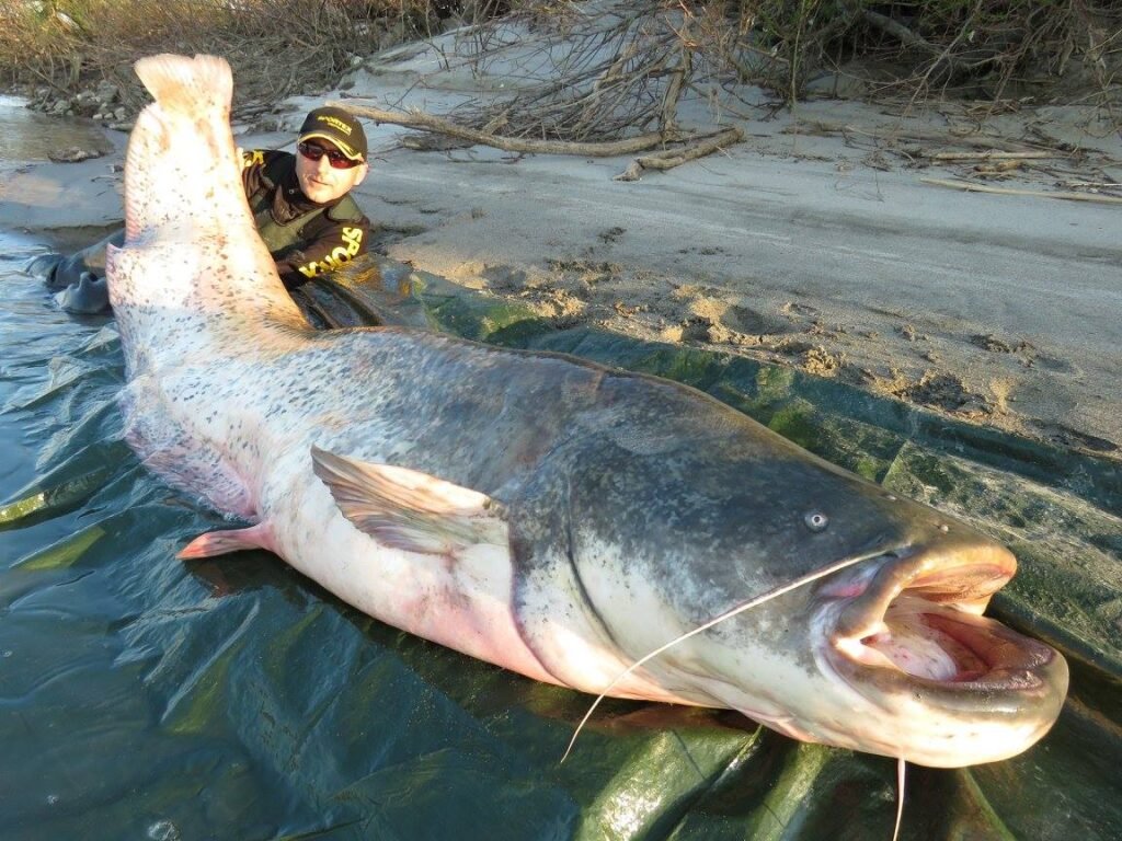 finnshyfella's tweet photo. FISH FACT #26 🐟

Today's all about CATFISH!

- With 3,000 known species, they're one of the most diverse groups of fish in the world!

- The largest species of catfish belongs to the Mekong giant catfish, which can reach up to 9.8 ft in length and weigh up to 770 pounds! 

(1/2) https://t.co/JAj7AW74hu