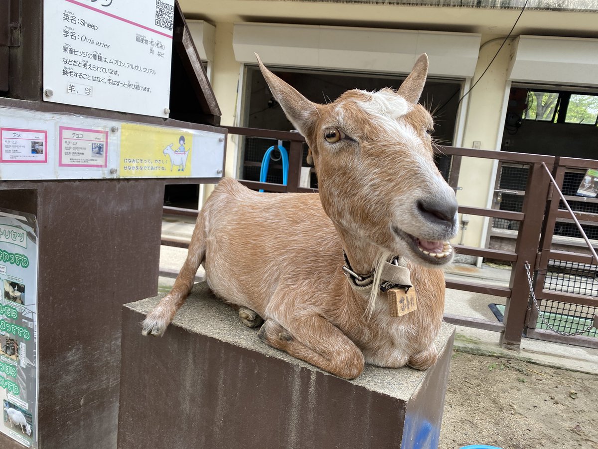chico_rx's tweet photo. 今日のホトカ。

2026.08.29
 #京都市動物園
 #ヤギ    #ホトカ https://t.co/zyz373ASMH