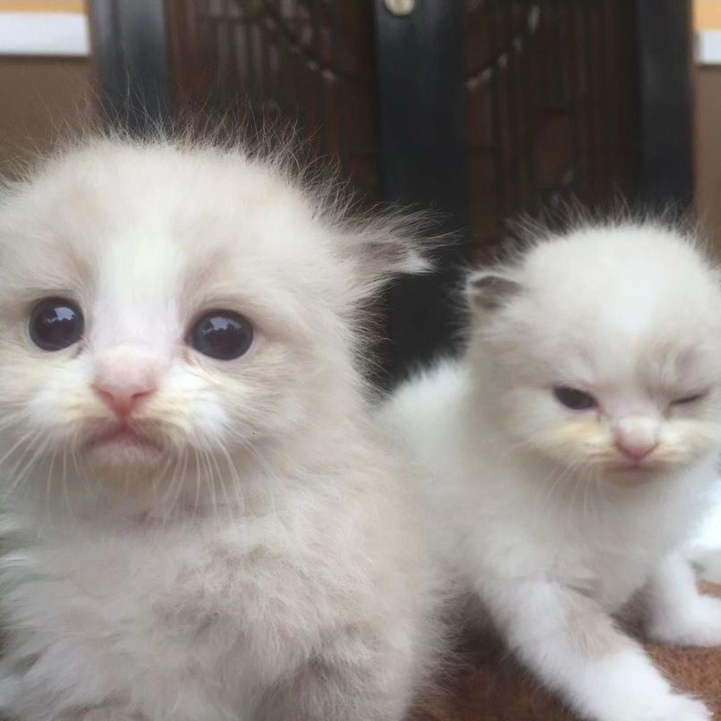 PunchingCat's tweet photo. https://t.co/EnbDFCHmhp