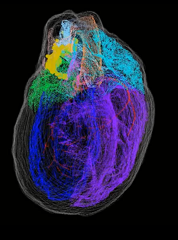 NightSkyToday's tweet photo. 🚨: For years we were taught that the brain rules and the heart only pumps blood. But modern physiology reveals something much more disturbing: the heart has its own "minibrain".  

Inside the heart there is a real neural network—the heart's intrinsic nervous system—made up of tens of thousands of neurons capable of processing information locally.  

Not a metaphor: This circuit analyzes signals, makes quick decisions, and sends instructions to the brain through nerves and heart rate patterns.