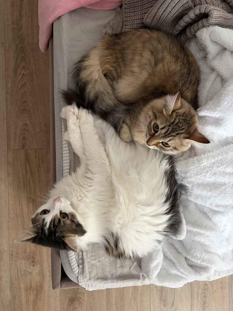 aoksyw's tweet photo. заманиваю дркжить со мной кошками https://t.co/xWVfK64zBP