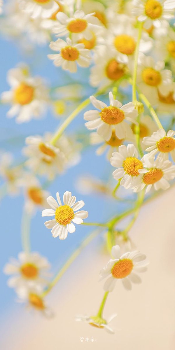 FLOWERS3700's tweet photo. https://t.co/1LKO4pSbbA