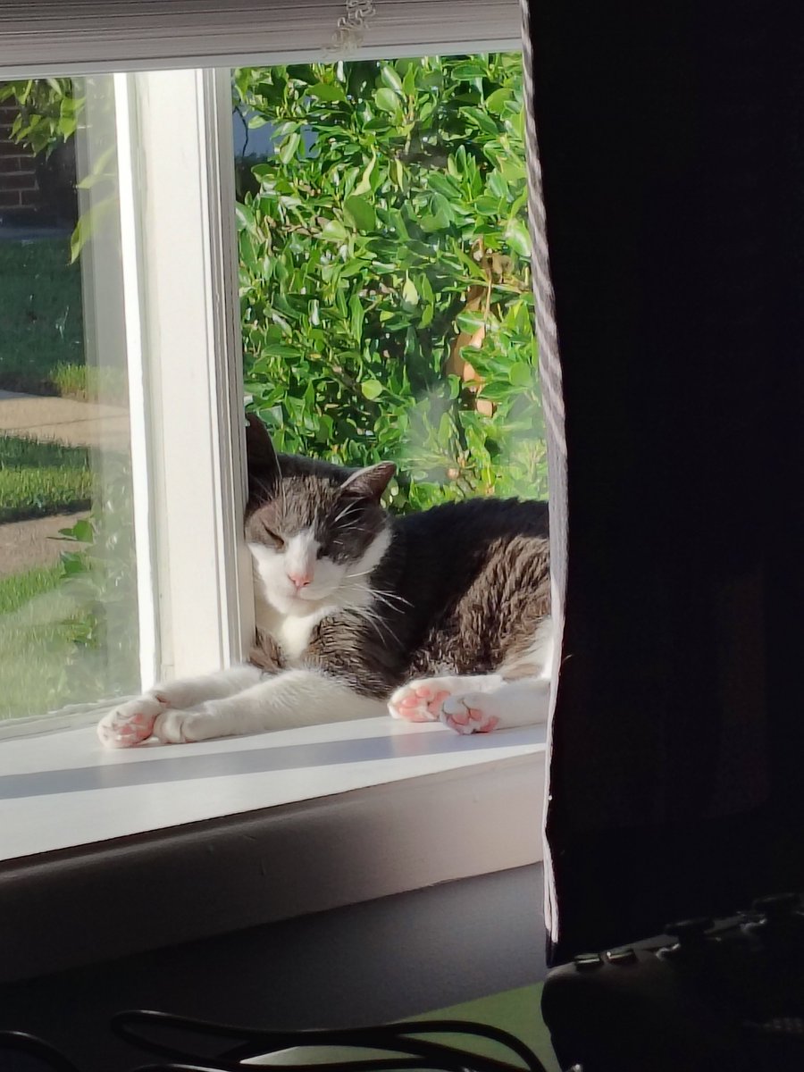 PorkRollTerrier's tweet photo. Little Grey loves his big window. https://t.co/s2QkhWL1Dc