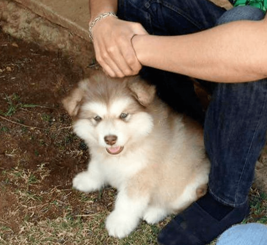 nelly1p's tweet photo. My little pup is already showing her first tiny  teeth—growing up too fast and melting my heart more every single day! https://t.co/MYKCSThiDO
