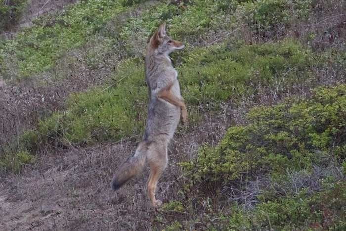 BestYote's tweet photo. Ouegh fuckkk I'm so yoted dudeee fuckkkkkkk I'm coyoting it mannn I'm so coypilled bro fuckkkkkkk https://t.co/fcIF7iQcLL