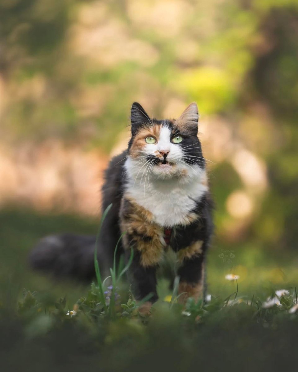 yourcatposted's tweet photo. Which photo 1-4 is your favourite?🥰
📸 ig: flocosica.and.fluffy https://t.co/m85r32RxiS