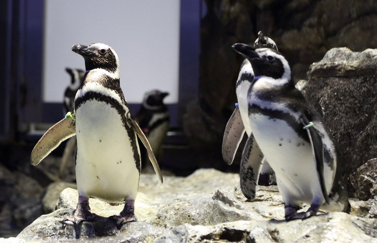 wingterrace's tweet photo. 8月30日(日)
メッセージテーマは
「水族館の思い出や、あなたの好きな海の仲間たち🪼🐠🐧🐡✨」
　　↓
wt@fm844.co.jp まで📩

13時台
@mezurashiya 阿部店長♪

@tachikawakeizai 

14時台
@nakano_dankichi さん♪
サメの話は飛び出しますでしょうか？🦈✨

リスラジで聴いてね〜😉✨ https://t.co/HyUA1yXCwA
