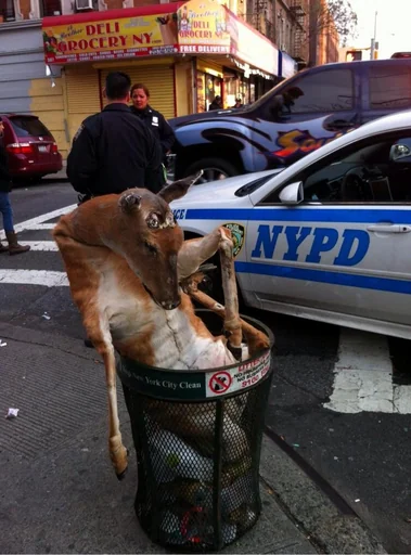 colinarmis's tweet photo. on December 3rd, 2013, a taxidermied deer was found stuffed into a metal garbage can on the sidewalk at 159th Street and Amsterdam Avenue https://t.co/KCbxycXeZl