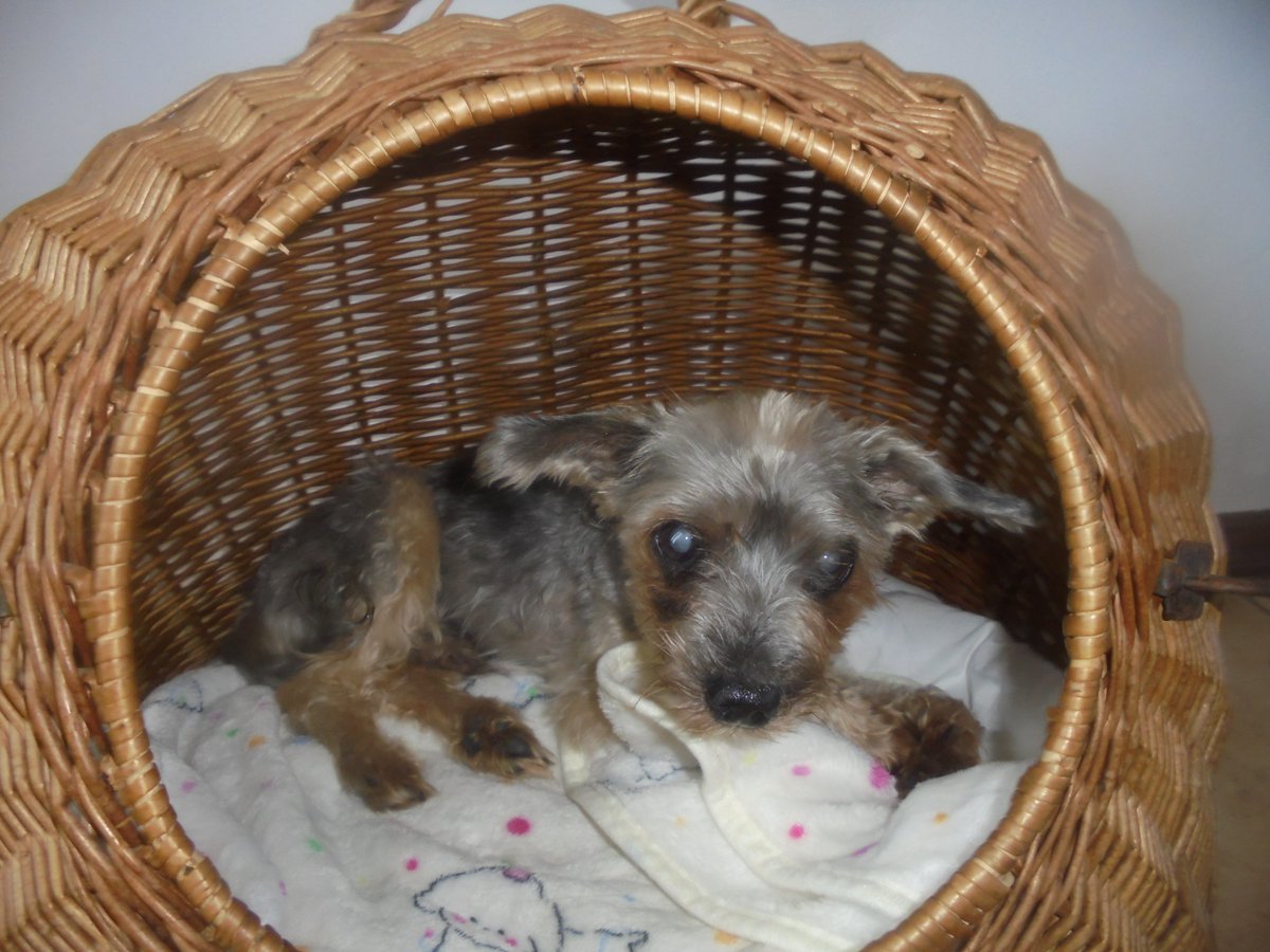 MariaAn63751239's tweet photo. Chcę Wam pokazać jak cudownie Joguś śpi. To najukochańszy piesek pod słońcem Przed adopcją miałam obawy. Myślałam, że może będzie w nocy chodził, szczekał, piszczał. Joguś śpi całą noc w swoim legowisku. Nad ranem biorę go do swojego łóżka a w dzień śpi w swoim koszyczku 💤🐶 https://t.co/YJbDnhJIXF