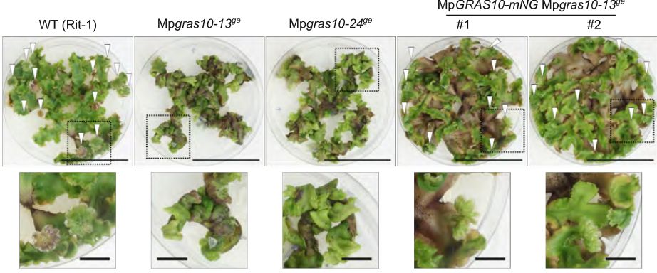 PlantPhys's tweet photo. A GRAS transcription factor regulates far-red light responses via gibberellin-related compounds in Marchantia polymorpha (Eita Shimokawa , Maiko Okabe , Rui Sun , et al) https://t.co/YdCoLpeMck @ASPB #PlantSci https://t.co/WqVNoXiAQU
