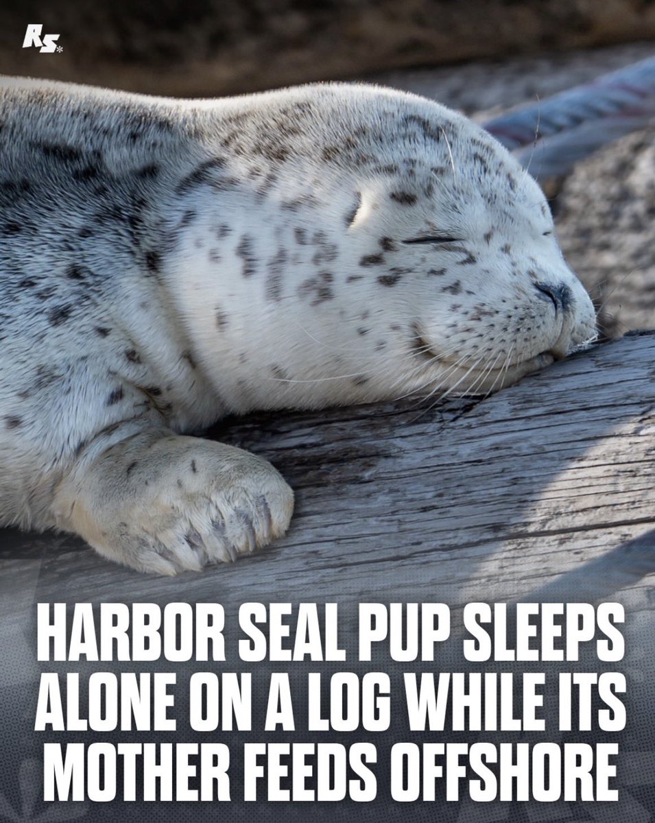 Niko_love_seals's tweet photo. Very important news https://t.co/8cvJSc91HI