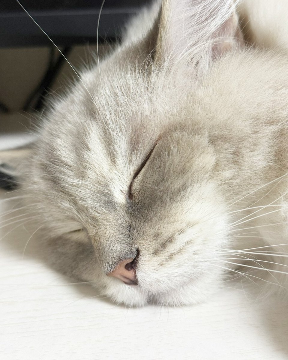 rrmcat's tweet photo. 8月23日に愛するロゼちゃんが旅立ち、懐かしいなと思いながらここに戻ってきたら可愛い猫ちゃんのお写真が沢山流れてきて心が温かくなった。
2年ぶりだけど、また少しづつポストしていこうかな🐈
見つけてくださった方、フォロワー様、仲良くしてほしいです🐈
#猫と暮らす幸せ https://t.co/kbsWPG8lLt