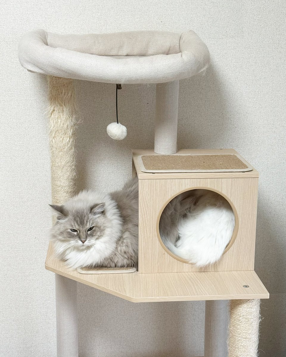 rrmcat's tweet photo. 8月23日に愛するロゼちゃんが旅立ち、懐かしいなと思いながらここに戻ってきたら可愛い猫ちゃんのお写真が沢山流れてきて心が温かくなった。
2年ぶりだけど、また少しづつポストしていこうかな🐈
見つけてくださった方、フォロワー様、仲良くしてほしいです🐈
#猫と暮らす幸せ https://t.co/kbsWPG8lLt