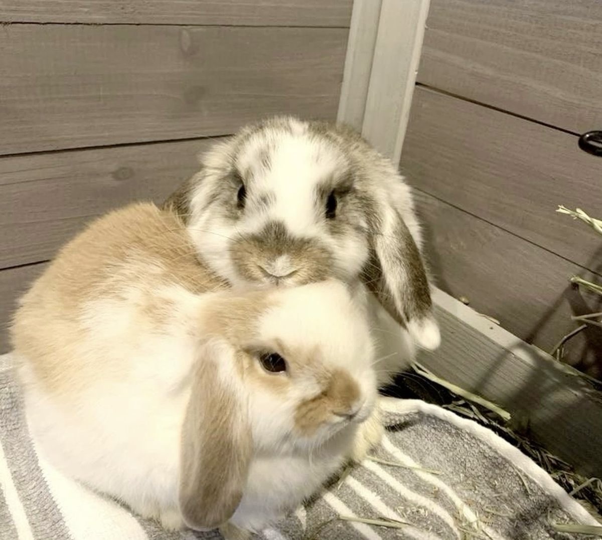 Bunnies's tweet photo. https://t.co/rwtJx0j7uU