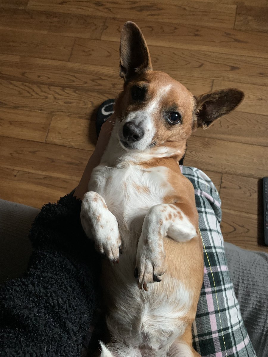 wenopout's tweet photo. @proteinzpowder she’s such a baby😭 https://t.co/q8Q05ZAxnK
