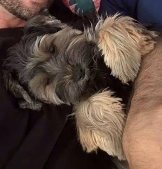 BRINDILLE851's tweet photo. ASSOCIATION AIDEZNOUS83
Celine Pichon 
TOULON
Aidez-moi à retrouver ce chien, il s’appelle Billy, 2 ans, craintif, il s'est échappé vendredi 28 août 17h proximité jardin alexandre 1er TOULON (palais de justice) a déjà parcouru une bonne distance car vu sur le Mourillon depuis ce matin.
Si vous le voyez, n'essayez pas de l'attraper, il va fuir, appelez nous s'il vous plaît!
0669245551 Guillaume
Ps : vétos déjà contactés, déclaré perdu icad, recherches sur le terrain en cours, dépôts d'affiches en cours.
Merci.