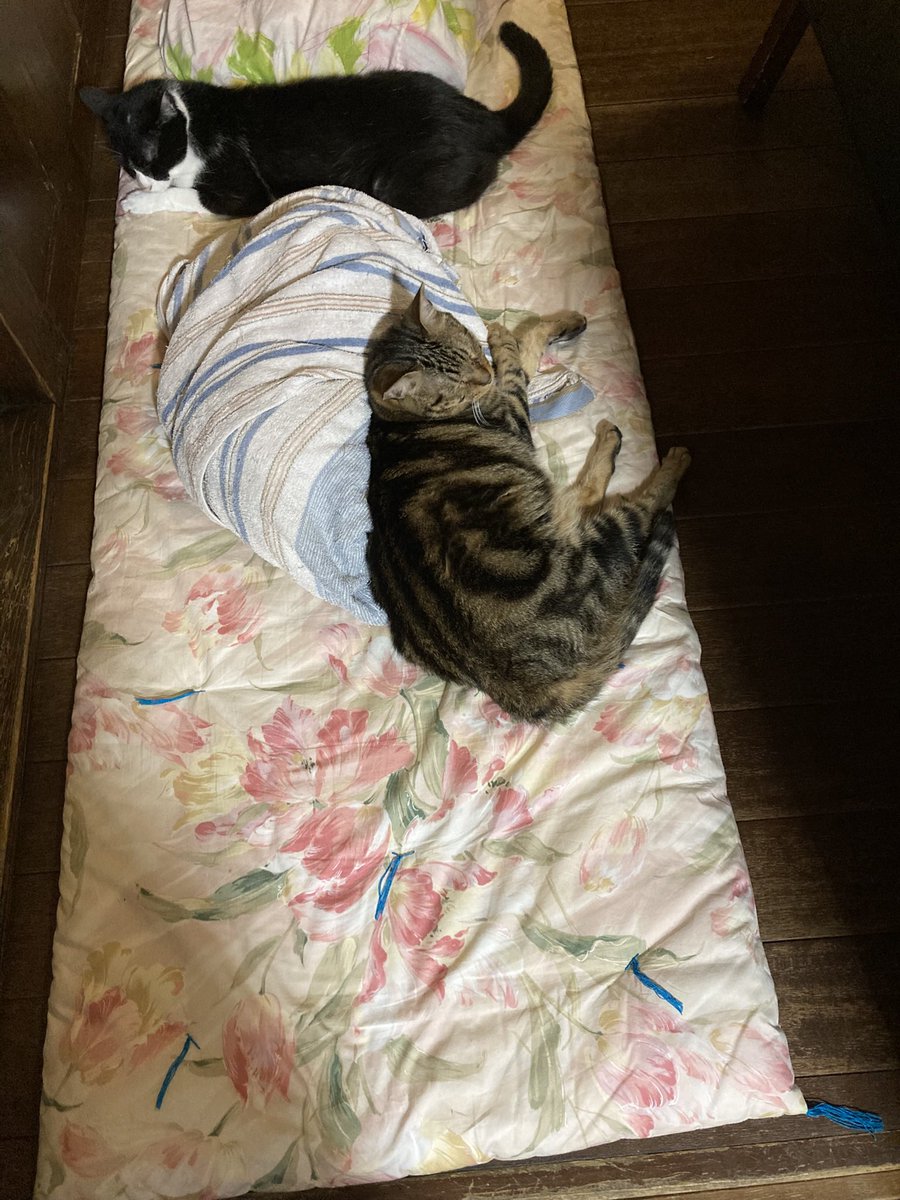 catteriacloud91's tweet photo. 過日お伝えしたように、
今日8月30日は第５日曜日ですので、本来定休日としてお休みですが、17時から通常通り営業させていただきます。
まだまだ暑いですが、catteria cloud nineで猫たち(と言っても現在５匹しかおらんけど…)と
ゆっくりした時間をお過ごしくださいねー
お待ちしております♪ https://t.co/zj4zcvvVFh