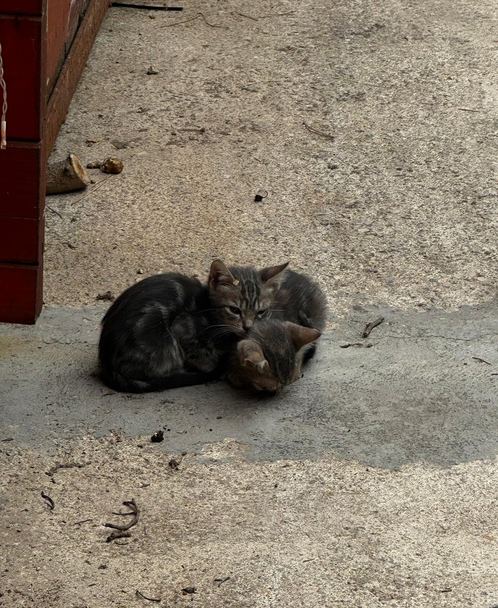 AsociacionADAT's tweet photo. información y contacto a través del siguiente número de teléfono por WhatsApp:
☎️ 614 43 75 50

La situación de estos gatos en un punto de Cheste (Valencia) es verdaderamente preocupante.
Hay algunos adultos, pero sobre todo hay muchísimos gatitos muy pequeños, de entre... https://t.co/yQnhduvpzV