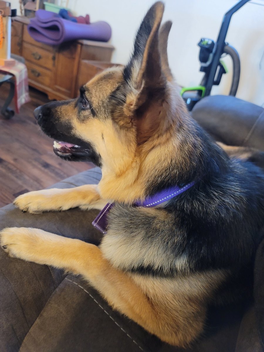 Peytops's tweet photo. @Sofiibrewy_ Three dogs! Two dachshunds and one German sherpard!Sheppard! What kind of dog do you have? https://t.co/HI7lDuhE9I
