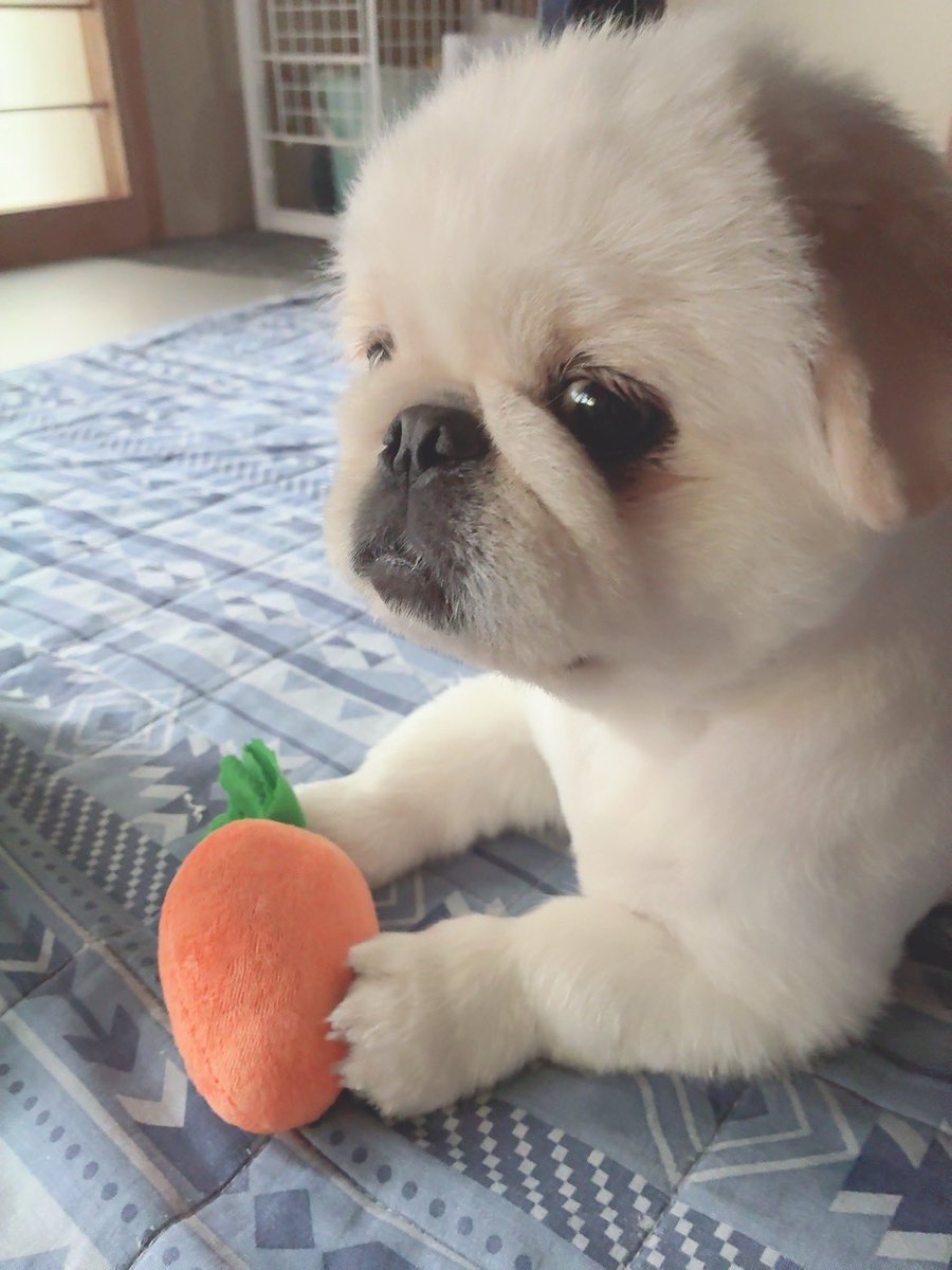 butiito's tweet photo. きょうも あめふり……
さんぽ いきたいな~

#ペキニーズ 
#きょうのいとくん 

夕方まで止まなかったら 🐶入店可能な
ペットショップでも 行こうか？ https://t.co/5F9ZntsWJf