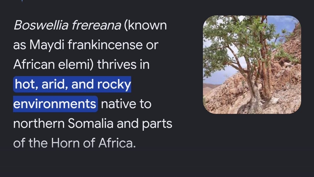 somalianalyst's tweet photo. Guys, relax. No Kenyan or anyone else can steal Bari frankincense and grow it. 

Our very sought native species, such as Boswellia frereana, have evolved to thrive in the unique limestone mountains on Puntland's coasts. 

Kenya has poor-quality native Boswellia varieties https://t.co/5qWbx5RoNE