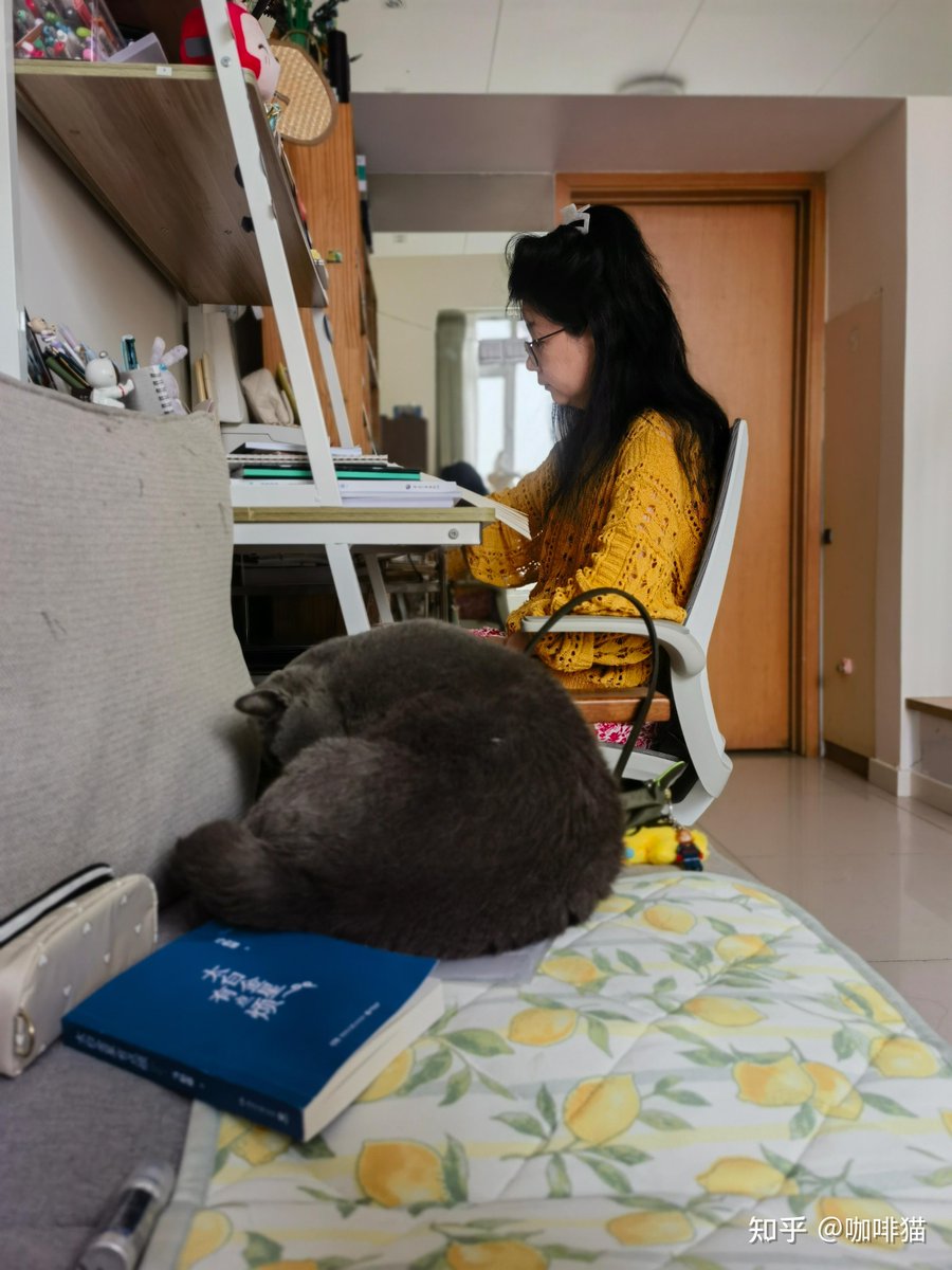 rafiialtun's tweet photo. My old cat curling up on my lap while I work—this quiet fur buddy makes every stressful workday feel like a warm hug. https://t.co/xwVSyxRBq2