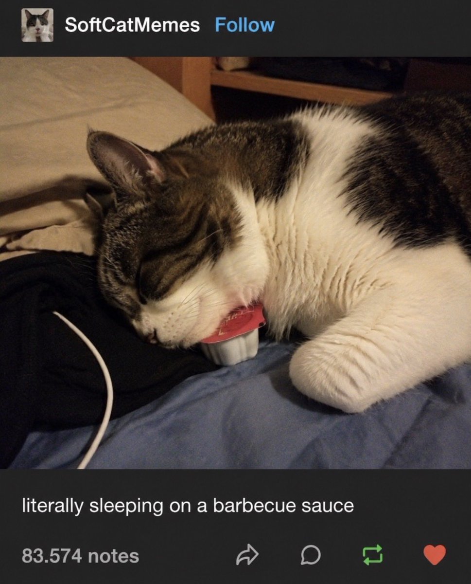 hardcatmemes's tweet photo. https://t.co/pSxPlqaUHI