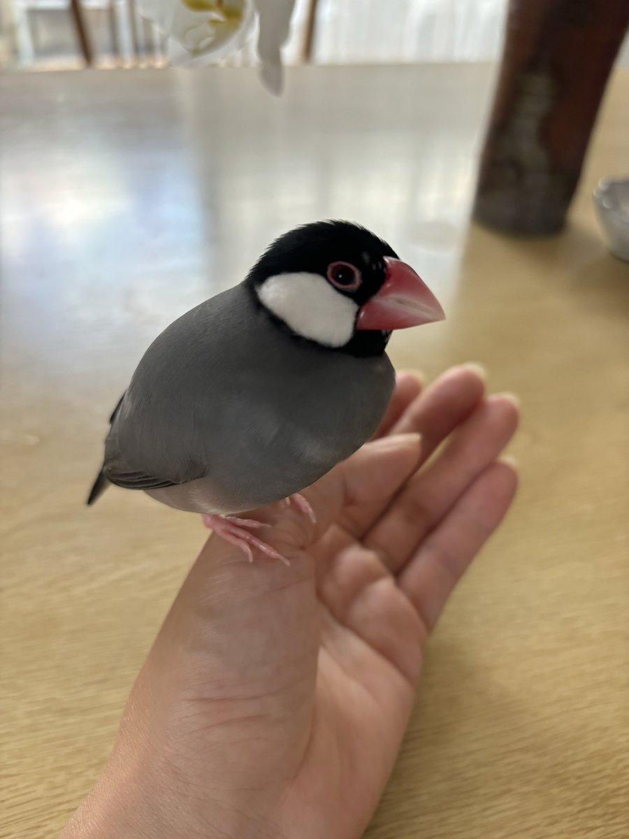 morinomarico's tweet photo. 【❗️豪雨の際に文鳥迷子❗️】
母が憔悴してます
拡散お願いします

鳥種：桜文鳥
名前：リンちゃん
場所：石川県羽咋市飯山町付近
日付：2026/8/27

目撃、保護、似た鳥を拾って育ててる方は私までご連絡ください

#桜文鳥 #迷子文鳥 #迷い文鳥 #保護鳥 #文鳥保護 #保護文鳥 #拡散希望 https://t.co/D2VpSqZlun