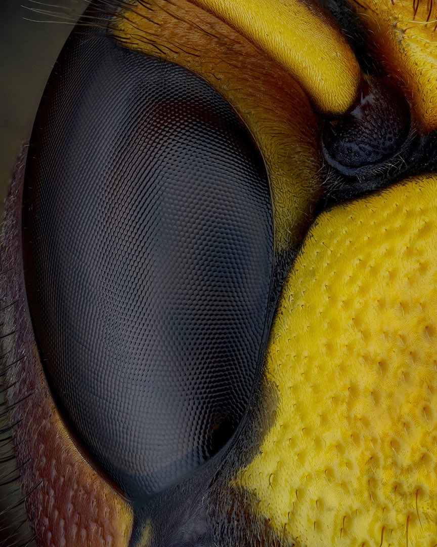 sagaOptics's tweet photo. Green, red, blue, yellow-orange.
The eyes of Polydrusus formosus, Graphosoma italicum, Meloe violaceus and Vespa crabro. Four extreme macros of the same region: the eyes.

Insects hold more color for the human eye than we usually see.Something for everyone. An endless range. https://t.co/JxJqwX09As