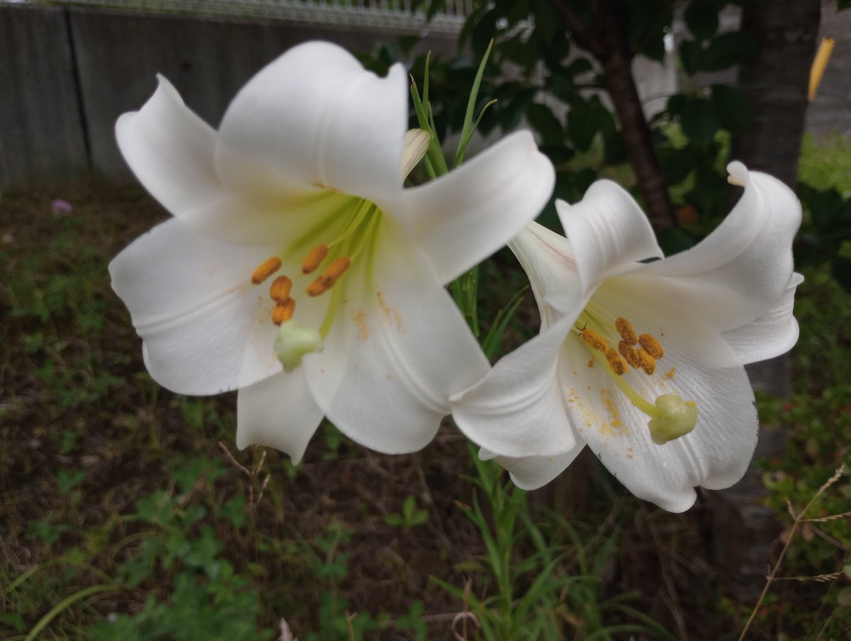 bluemoon_act3's tweet photo. 雨の日曜日でござる
何気なく何となく24時間テレビ見てる
でござる‥しかし今日は寒いな
こっちの只今の気温20℃ですって🍀 https://t.co/V4QOLUKeHh