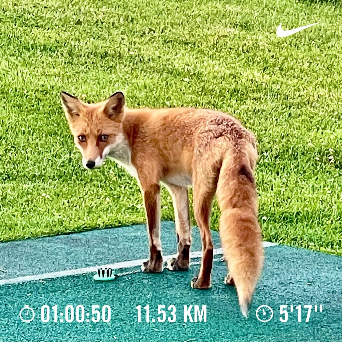 gts_GUTS's tweet photo. 札幌出張シリーズ。
金曜日
Rope6,113  01:00:13(船上）〜4.48km 0:24:27(公園）〜Rope6,269 01:00:26(公園）
土曜日
11.53km 1:00:50(キツネ見た)〜Rope4,384 00:40:10
今朝
8.66km 0:47:29 〜Rope3,808 00:35:08
#朝ラン
#ランニング
#札幌 https://t.co/x94T3N14DM