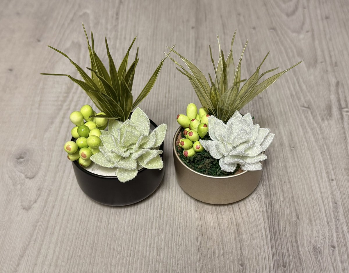 tack_lime's tweet photo. 多肉植物、御復習い 🪴 https://t.co/mNw5aDqSaR
