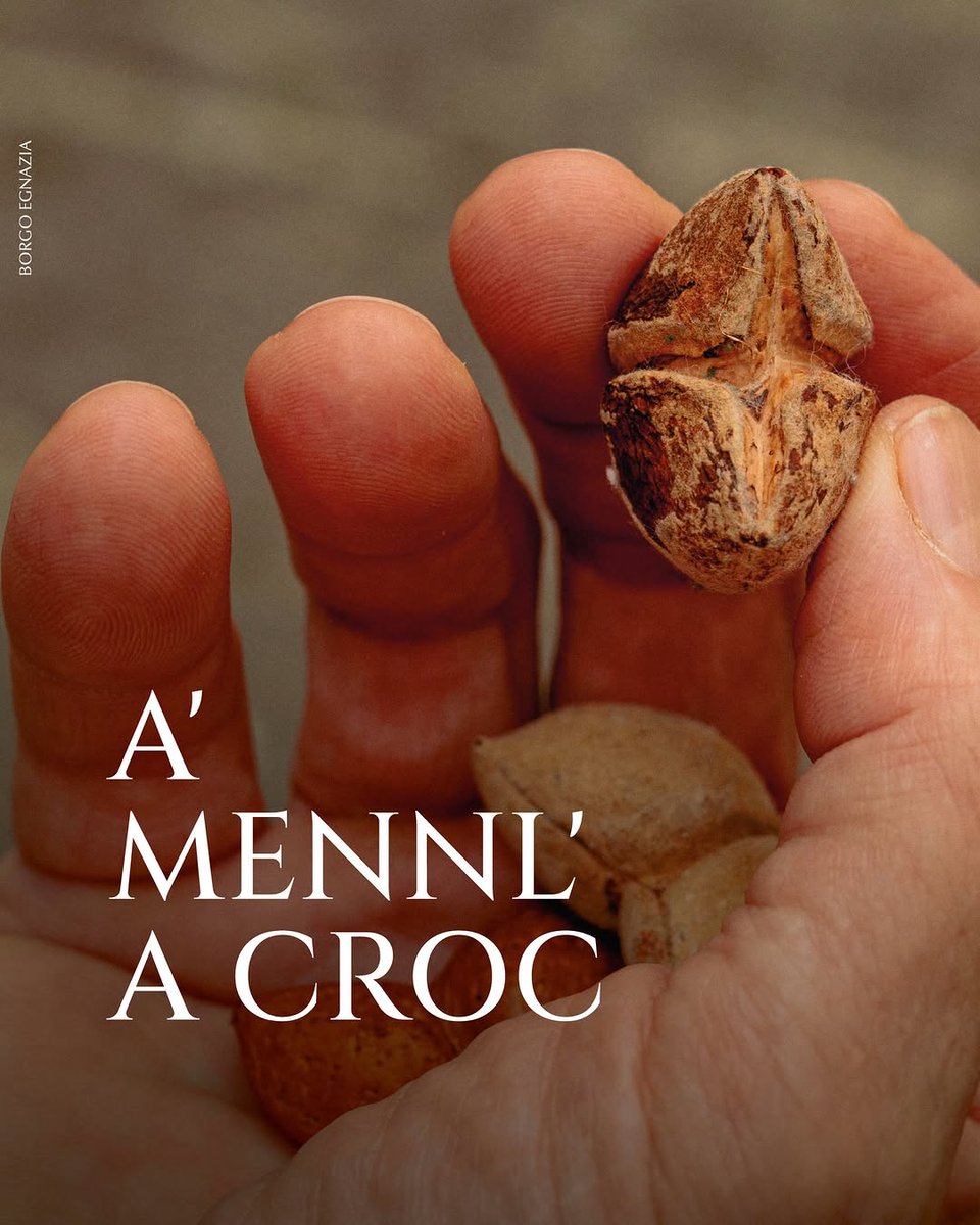 SOCREEVOLUCION's tweet photo. Si dice che tra mille mandorle, una sola porti la forma di croce.

In Puglia, tanto tempo fa, era il nonno a consegnarla nel palmo del nipote, come un cimelio di famiglia, spesso il giorno della Comunione, perché accompagnasse il cammino.

La mandorl... https://t.co/zuACCH1ZT2