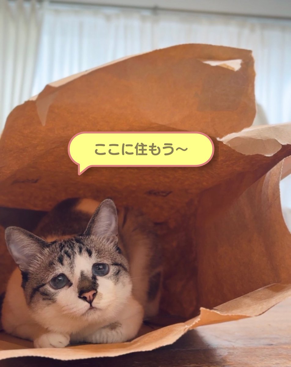 piennekomint's tweet photo. お気に入りの場所にいるねこに黄色い吹き出しをつけると「ぽこあポケモン」のすみかを見つけたポケモンみたいで可愛いのでおすすめです https://t.co/l2CceHk68y