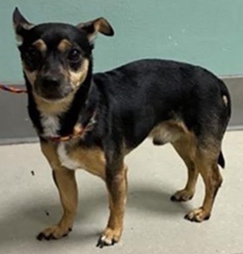 Disaster_Zones's tweet photo. #RenoFires 🔥

Found Pup 🐶:

A383773 - 'Chico' Male about 9 years old.

#WashoeCounty Regional Animal Services. #Nevada. https://t.co/bk9hBTcYnO