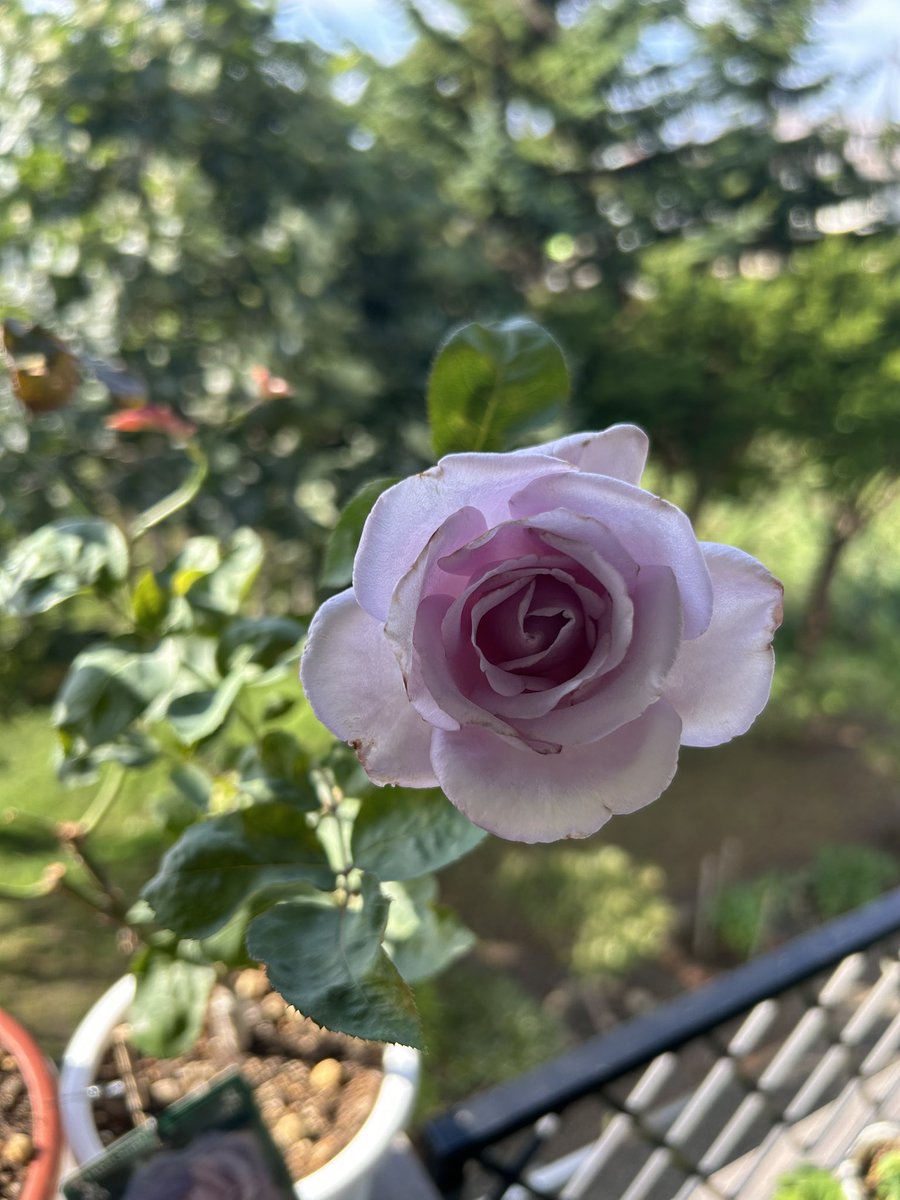 KAEDE00923's tweet photo. おはよう🐍

青み帯びた紫って感じで、ブルームーンが満開になられたわ🦋💜 https://t.co/VcbhXi1eiL