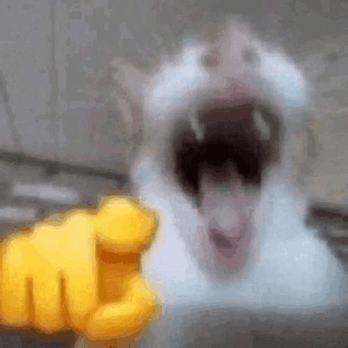 hbkluca's tweet photo. @SmashJT Pussy can't handle losing a bet https://t.co/GCfB4Ufydr