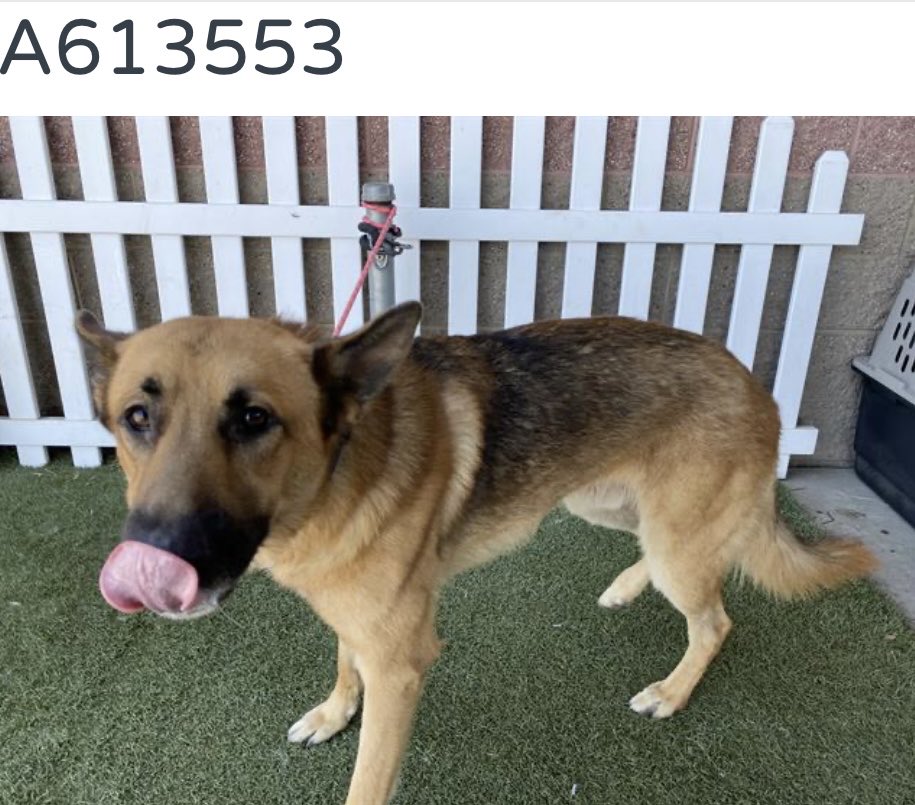 luv2laugh12's tweet photo. This is Drake…another German shepherd in danger at Stanislaus Animal Services Agency in Modesto, CA. He is set to be 💉on Wednesday 9/2 at 6:30 a.m. even though this shelter has many empty kennels. Can anyone save him? 🙏

Drake is 5 yrs old, 80 lbs. He has only been at the shelter for 15 days. No shelter notes on him yet.