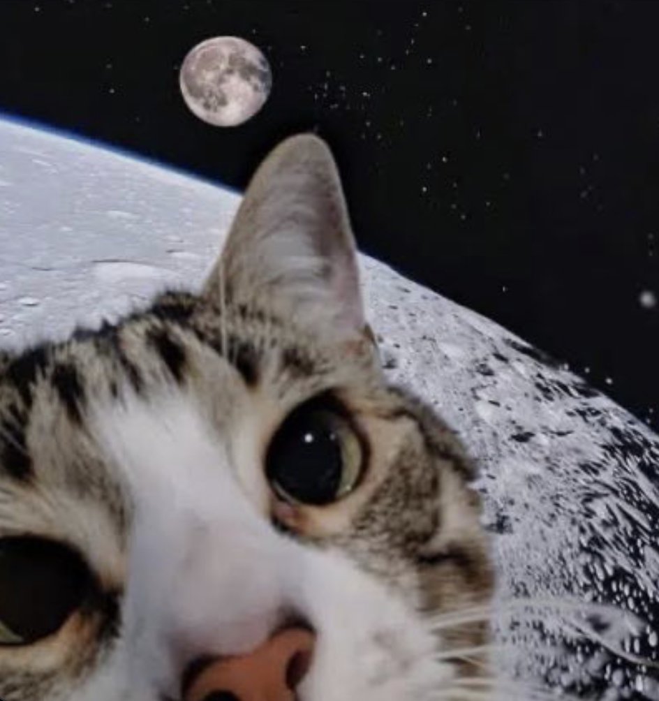 CapyQuant_'s tweet photo. @moonshot send $MOONCAT on moonshot https://t.co/Ytxn0pGa3Z