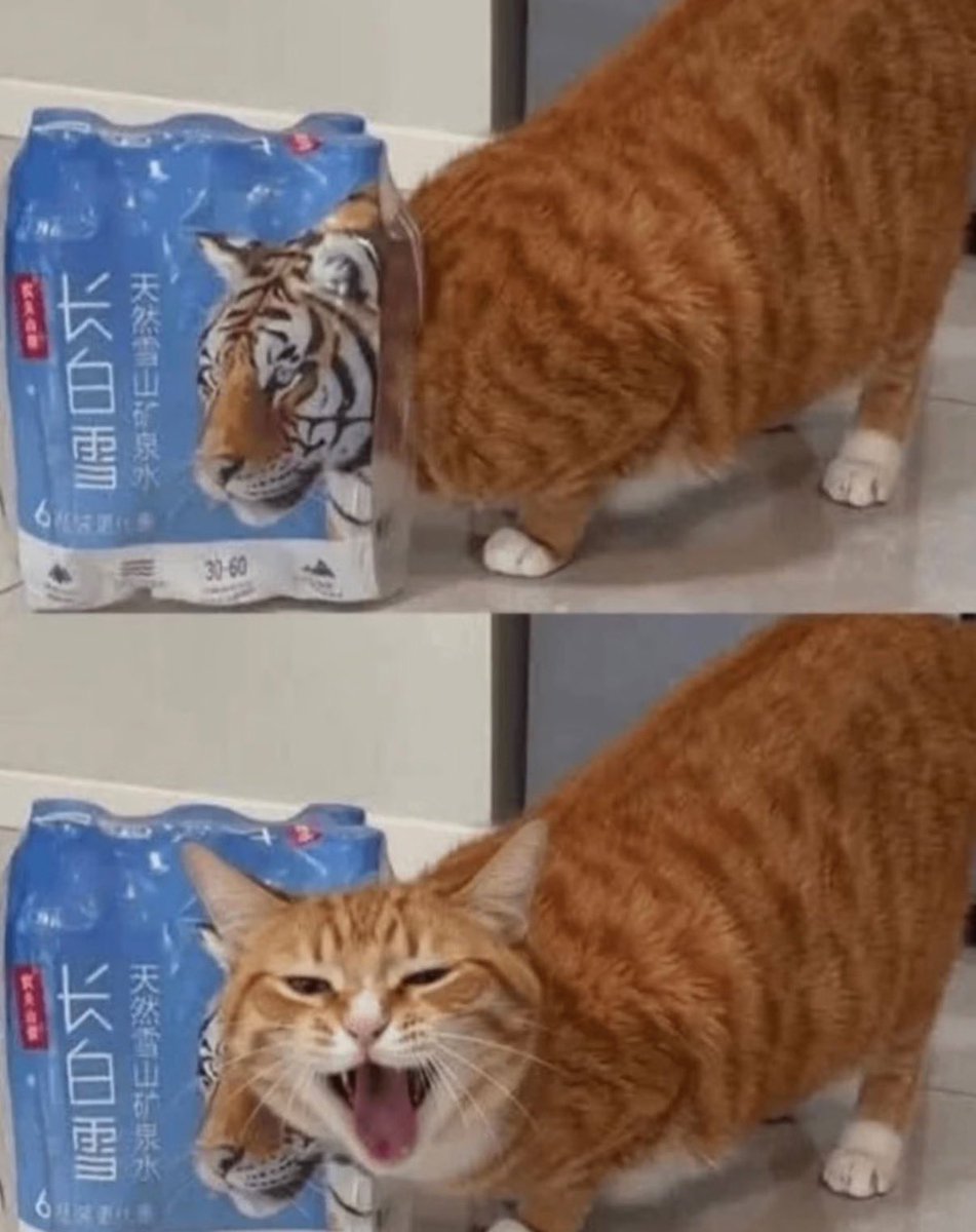 hangintherebbRH's tweet photo. What is that poster halfway through the video? 🐈

Eye of the tiger! 🐯

https://t.co/NiqgMml3Zv https://t.co/hjdU31gWMg