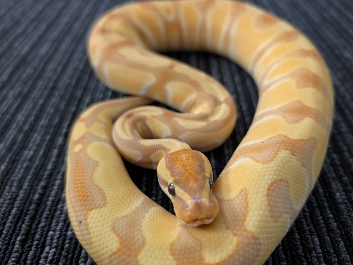 Sho1Y5's tweet photo. 0.1 Banana OD het clown66%het Sunset
#ボールパイソン
#Ballpython
#06CB
#バナナ
#爬虫類
#蛇 https://t.co/Y5mbCtJfGH