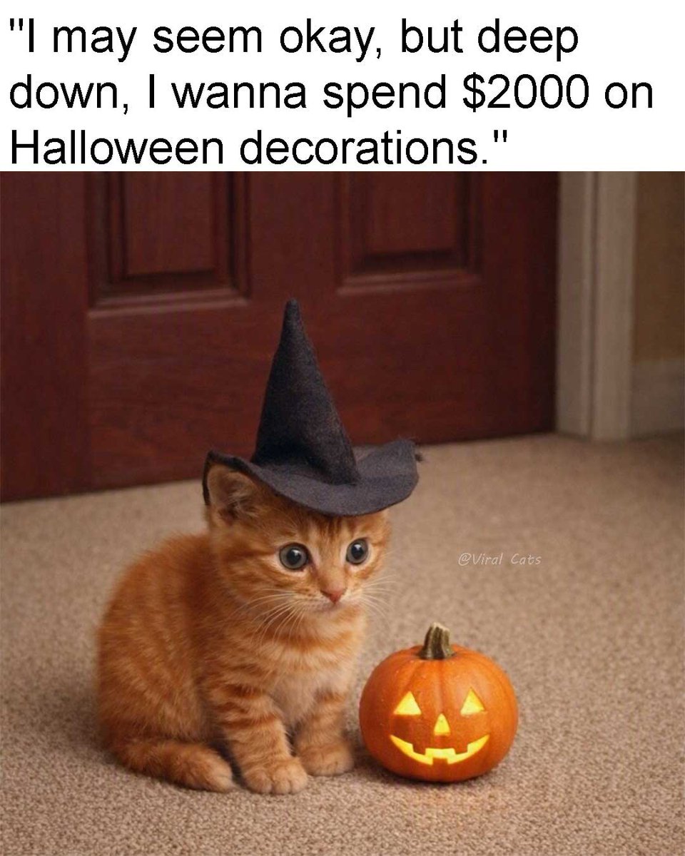 _ViralCats_'s tweet photo. Can't wait! https://t.co/hieyLkotPg