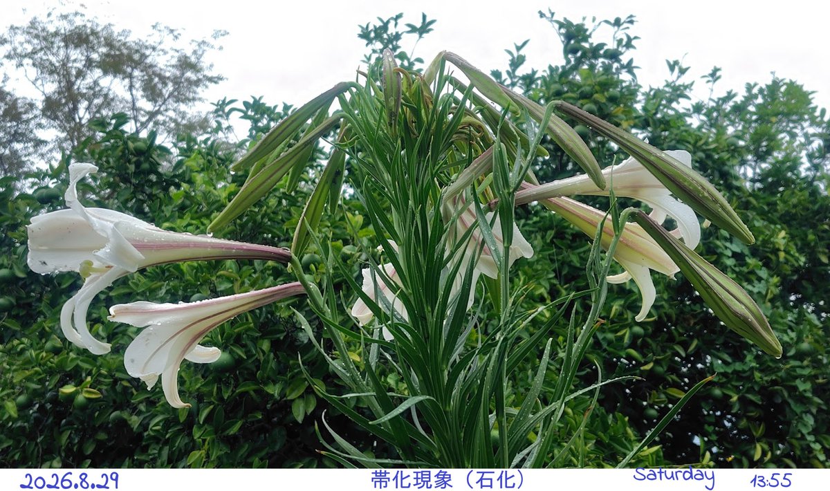 mi_chiamo_neko's tweet photo. 石化なる気候ストレス秋の百合 #haiku #kigo #写真俳句

#高砂百合 あっちこっちに咲き続けて~あっという間に９月！
蕾を数えたけれど･･･多すぎて何十個？
#帯化現象 地球のあちこちで災害さまざまで･･･安全を祈ります。 https://t.co/XVj490u4rz