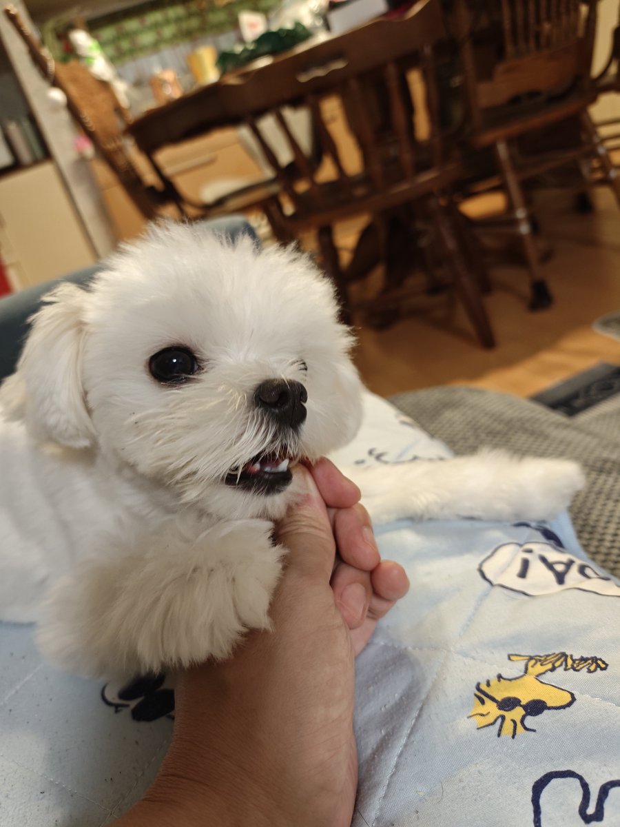 weal's tweet photo. 鳥アキレスのあまりの旨さにとびかけるいぬ https://t.co/WCutmUZWLc