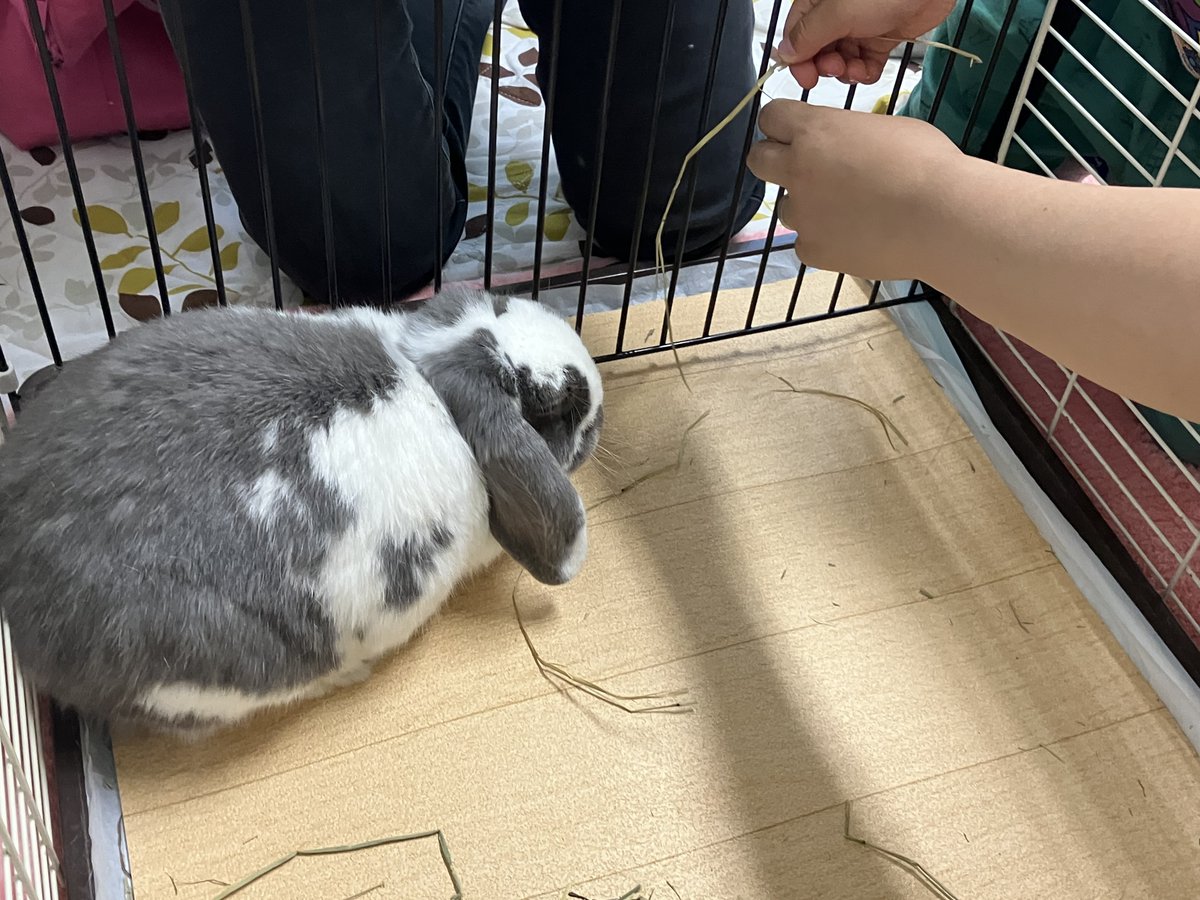 dobutsuaigo's tweet photo. ８月23日㈰のおでかけハローアニマルは安曇野市で開催����うさぎの【ぽてまる】と、サポーター犬の【ぷりん】ちゃんとふれあいを行いました😀元気な子ども達がたくさん参加してくれてにぎやかな会場でしたが、譲り合って順番にふれあいを楽しむことができました✨#小諸市 #ハローアニマル #動物 #居場所 https://t.co/TseuKEwvJs