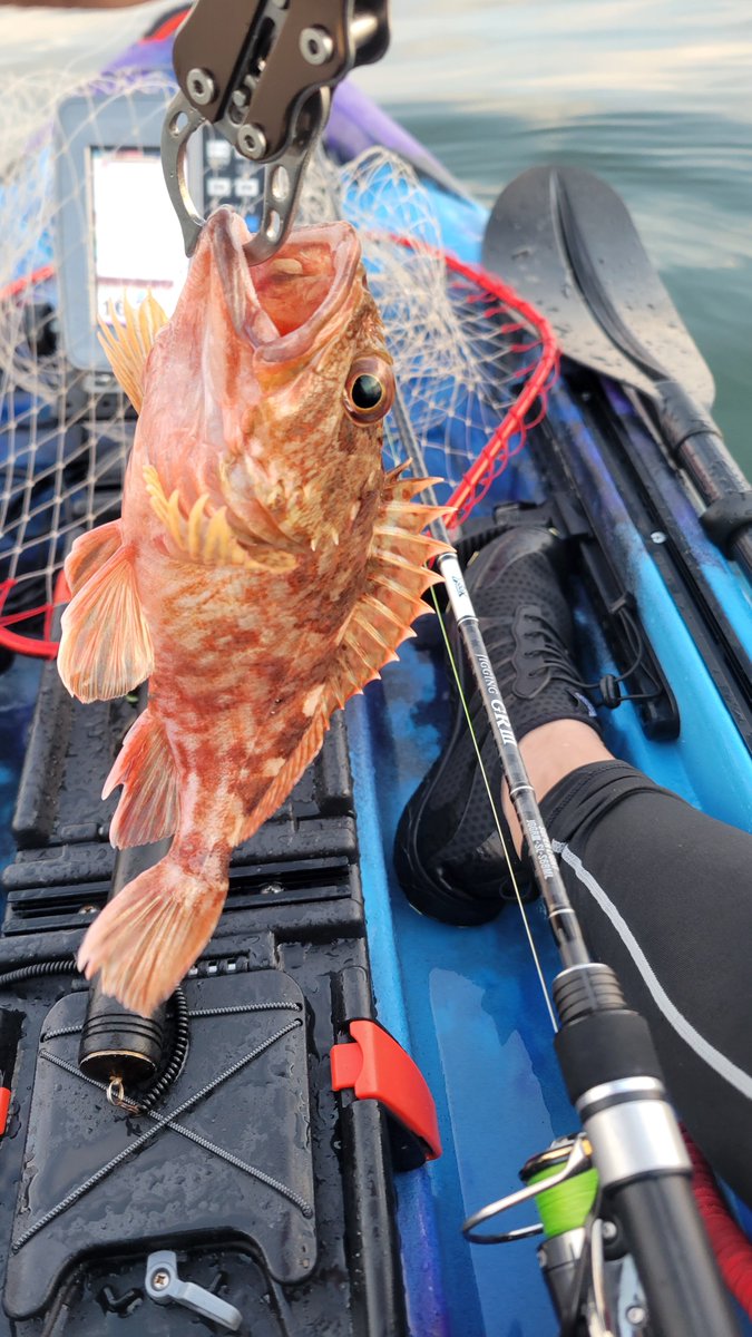 wdFihsing's tweet photo. 仕事前に短時間
カサゴはそこそこ釣れたけど他は無
タイラバで鯛っぽいのばらしとジグでそこそこ引くなにかをバラした。着実に魚には近づいてるからがんばろう https://t.co/zFxATr2INl