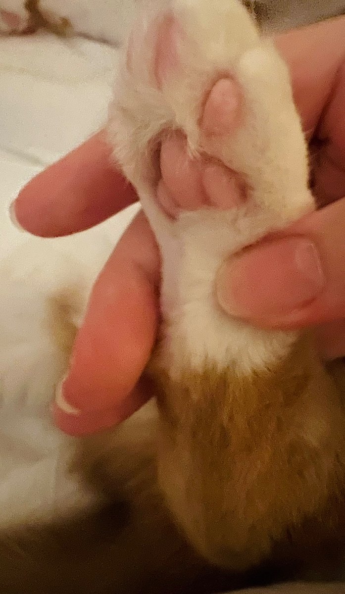 Chakarakka_'s tweet photo. Daily dose of beans https://t.co/GJBksH26FW