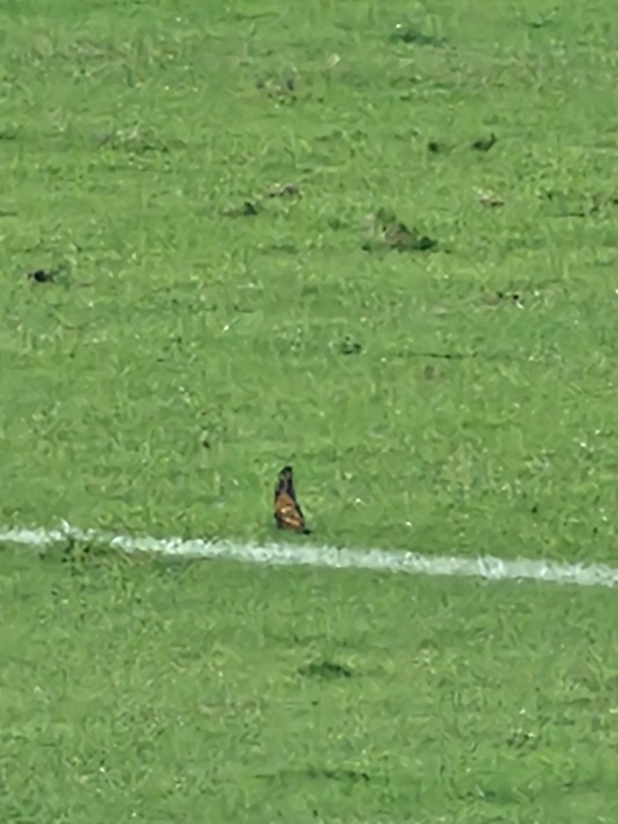rabmcmlxxxvii's tweet photo. BUTTERFLY IN THE NET!

(to the tune of the Reading Rainbow theme song)

@PhilaUnion @NewYorkRedBulls @mls @MLSonAir #MLS360 https://t.co/4FyFz6u2Uo